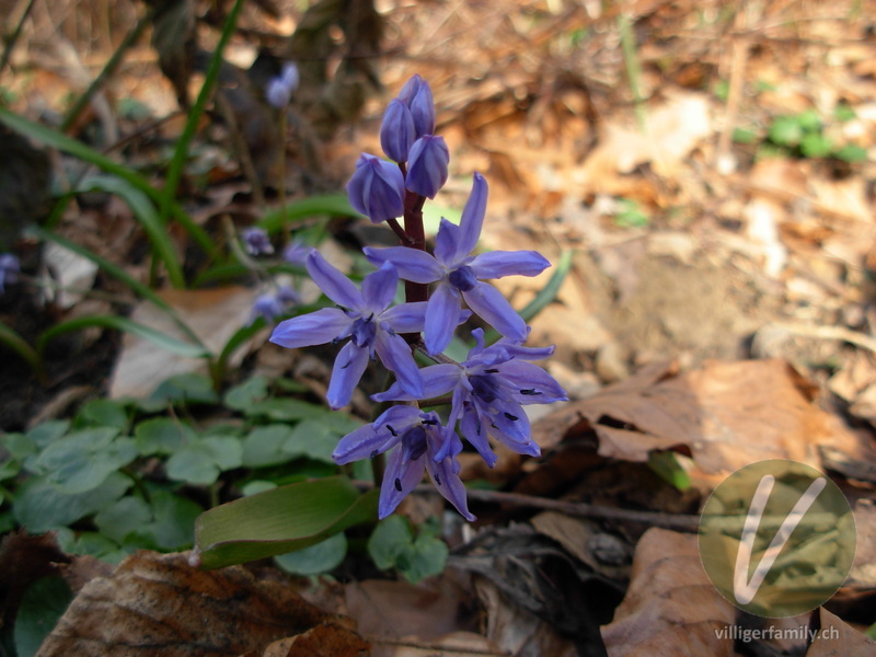 Zweiblättriger Blaustern: Übersicht